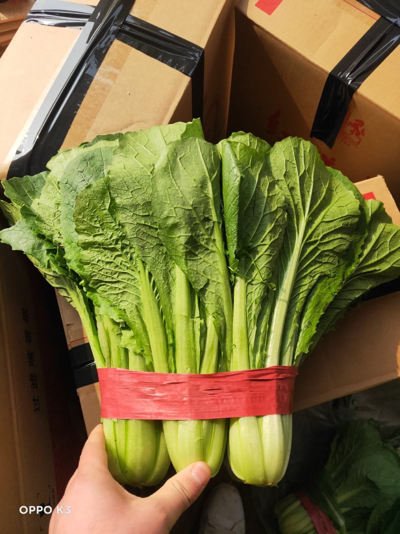 小白菜20~30cm产地直发量大质优商超供应品质