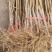 黄桃树苗60~70cm包邮保湿发货南北种植成活率高