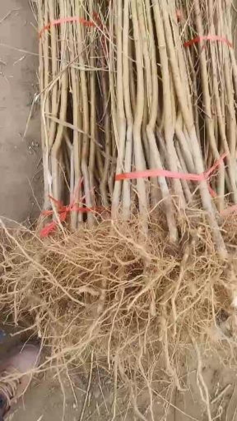 黄桃树苗60~70cm包邮保湿发货南北种植成活率高