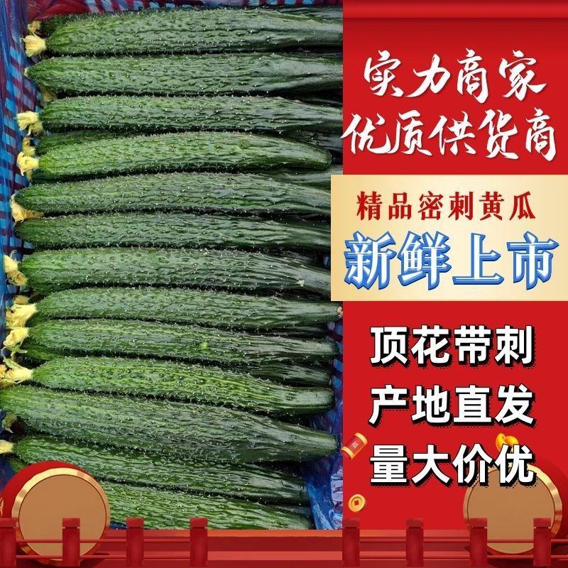 精品黄瓜产地直发包装齐全商超供应品质量大质优