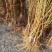 黄桃树苗60~70cm包邮保湿发货南北种植成活率高