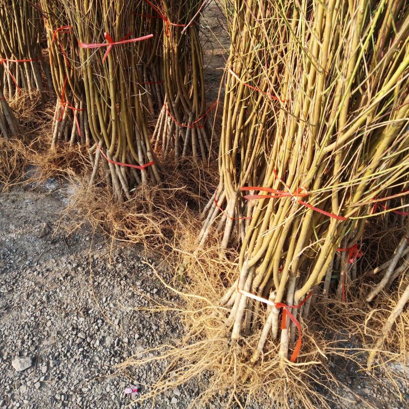 黄桃树苗60~70cm包邮保湿发货南北种植成活率高