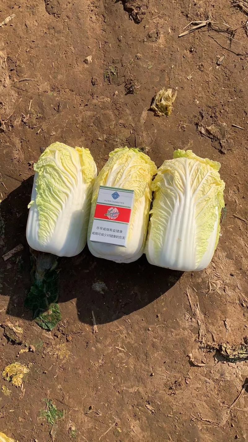 娃娃菜小娃娃菜大娃娃菜各种精品包装常年供应市场