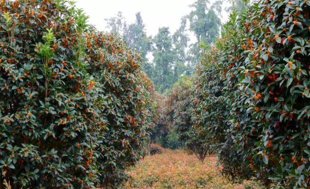 八月桂花盛开，金黄细碎，满树繁花