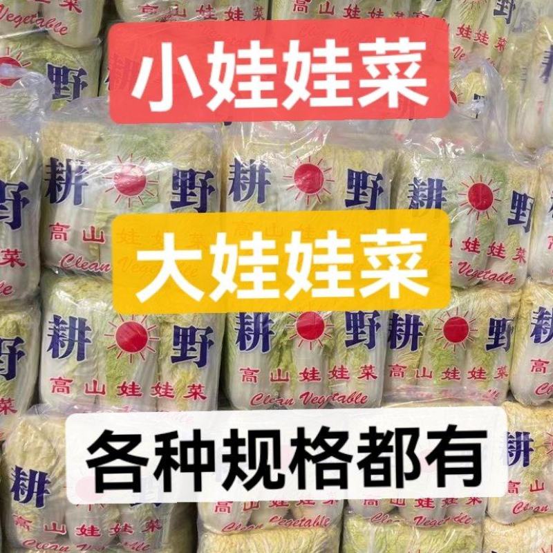 娃娃菜小娃娃菜大娃娃菜各种精品包装常年供应市场