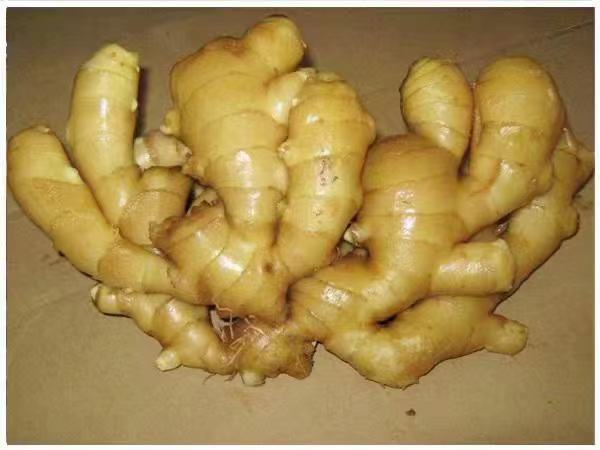 中药材黄姜全产业链应用示意:涵盖传统饮片形态、高纯度活性成分(薯蓣皂苷元)及现代剂型(胶囊),叠加高效液相色谱分析场景,体现从原药材到精准用药的科技赋能路径 中药材黄姜饮片与提取物对比图:左侧为薄片状淡黄色黄姜饮片(边缘微卷、粉性明显),右侧为浅棕黄色薯蓣皂苷元结晶粉末及透明胶囊制剂,背景为实验室HPLC检测仪工作界面