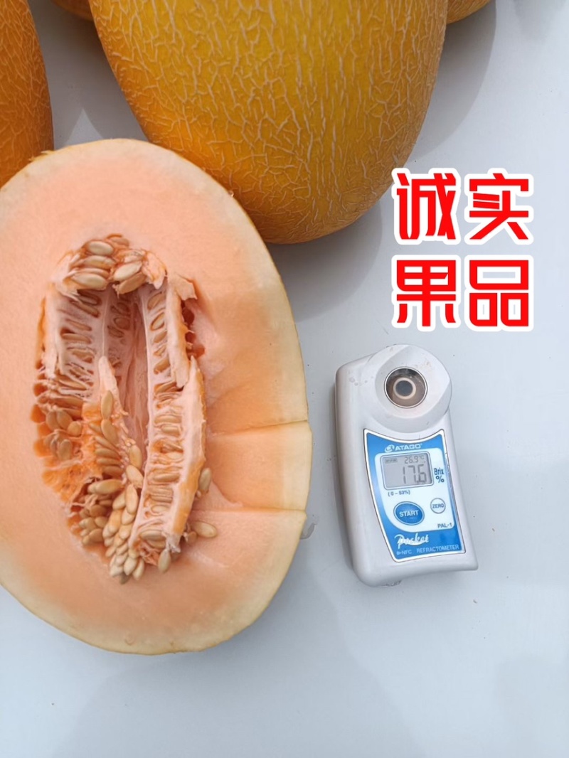 凤金6号哈密瓜黄金6号万亩基地专业供应网纹瓜北海一号