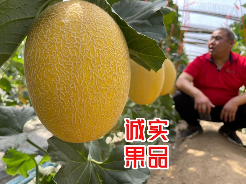 凤金6号哈密瓜黄金6号万亩基地专业供应网纹瓜北海一号