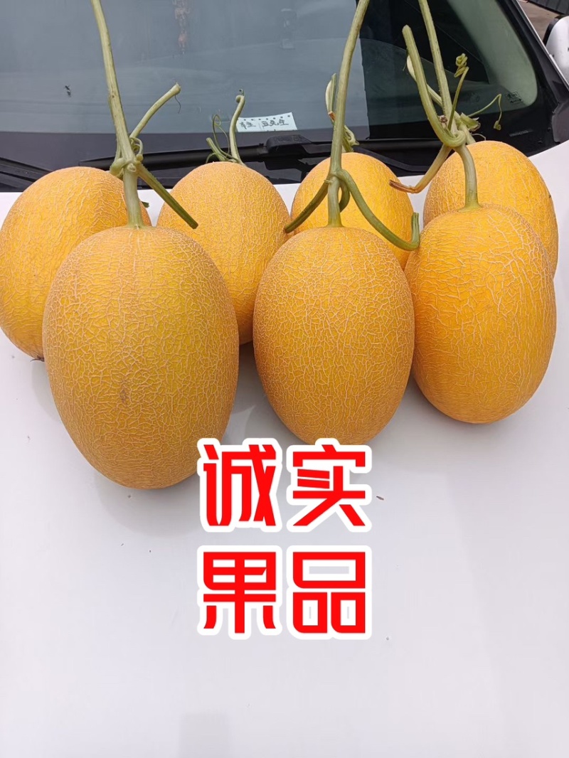 凤金6号哈密瓜黄金6号万亩基地专业供应网纹瓜北海一号