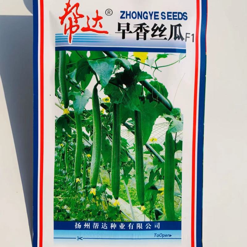 帮达早香丝瓜种子耐低温耐弱光一代杂交长条丝瓜种子抗病