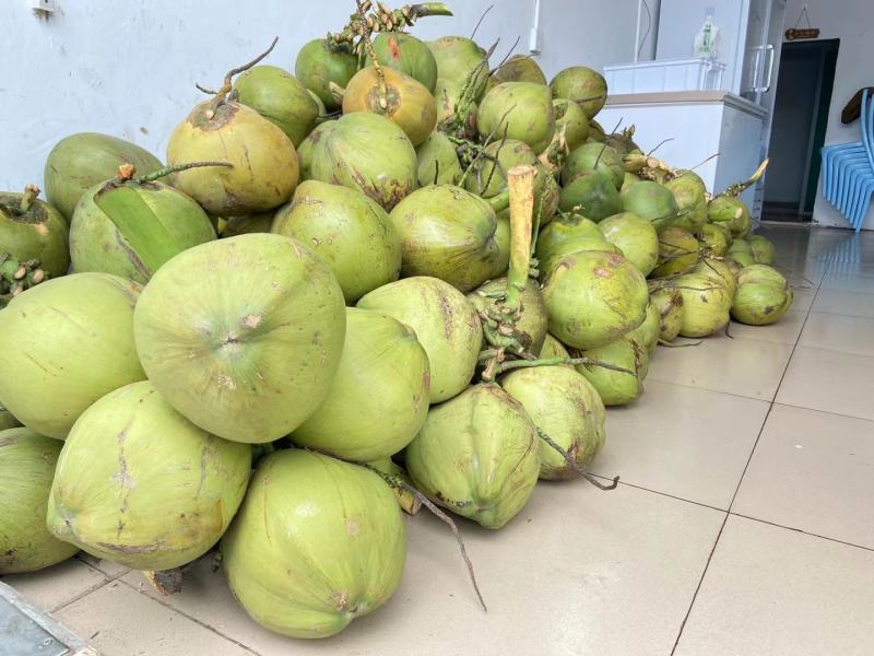 海南特产椰青，香甜汁多，可供应各大平台，产地直发，量大从
