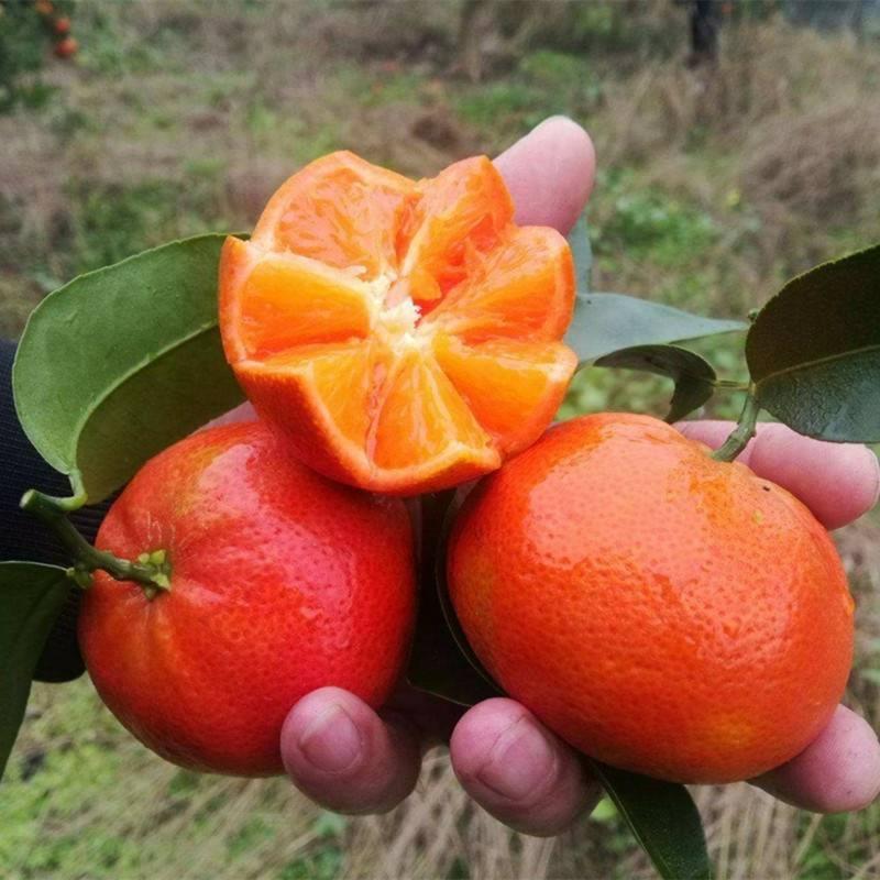 默科特柑橘产地看货论价保质保量欢迎订购