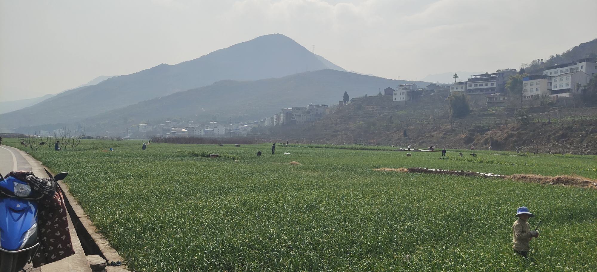 白皮蒜蒜苔采收操作