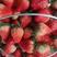 精品红颜草莓，大量现货！产地直销价格美丽对接电商