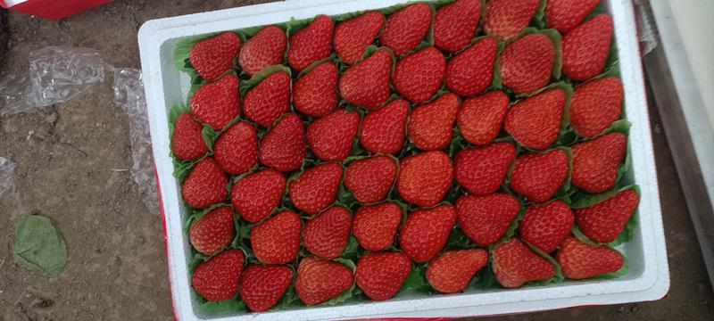 精品红颜草莓，大量现货！产地直销价格美丽对接电商