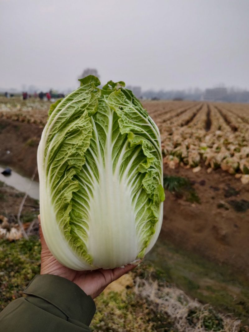 绿禾蔬菜基地矮颗黄心白菜个头3—6斤、个头匀耐运输储存