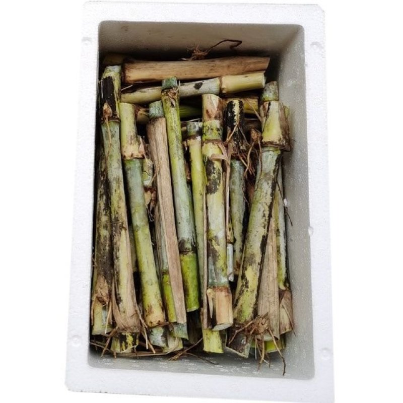 高产无毛新型三号甜象草巨菌草皇竹草新鲜现看现卖