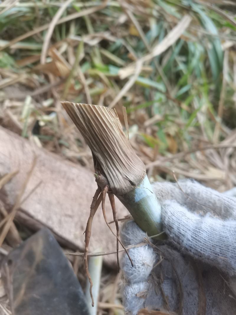 高产无毛新型三号甜象草巨菌草皇竹草新鲜现看现卖