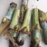 高产无毛新型三号甜象草巨菌草皇竹草新鲜现看现卖
