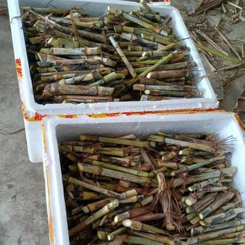 高产无毛新型三号甜象草巨菌草皇竹草新鲜现看现卖