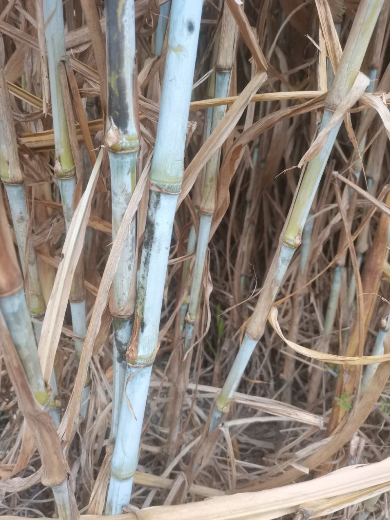 高产无毛新型三号甜象草巨菌草皇竹草新鲜现看现卖