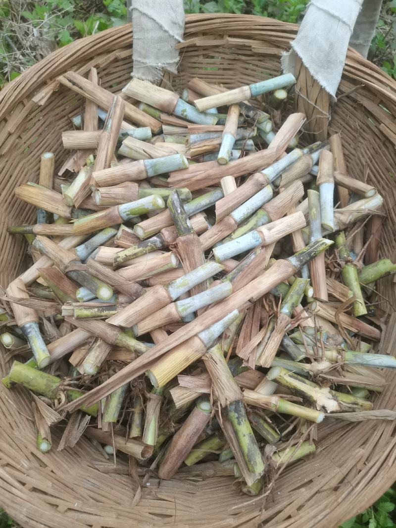 高产无毛新型三号甜象草巨菌草皇竹草新鲜现看现卖