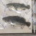 石斑鱼供应，活鱼极冻石斑鱼批发，全规格石斑鱼销售