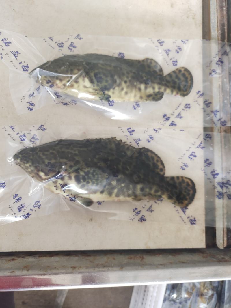 石斑鱼供应，活鱼极冻石斑鱼批发，全规格石斑鱼销售