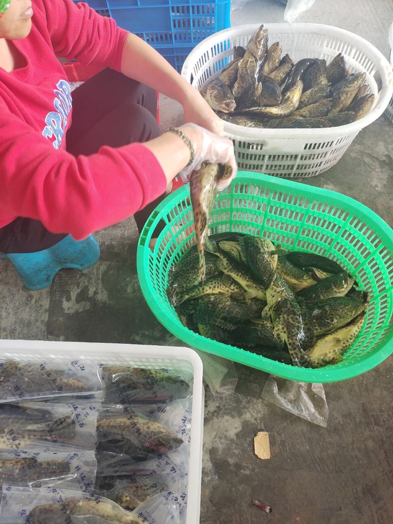 石斑鱼供应，活鱼极冻石斑鱼批发，全规格石斑鱼销售