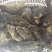 石斑鱼供应，活鱼极冻石斑鱼批发，全规格石斑鱼销售