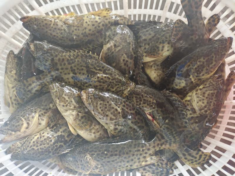 石斑鱼供应，活鱼极冻石斑鱼批发，全规格石斑鱼销售