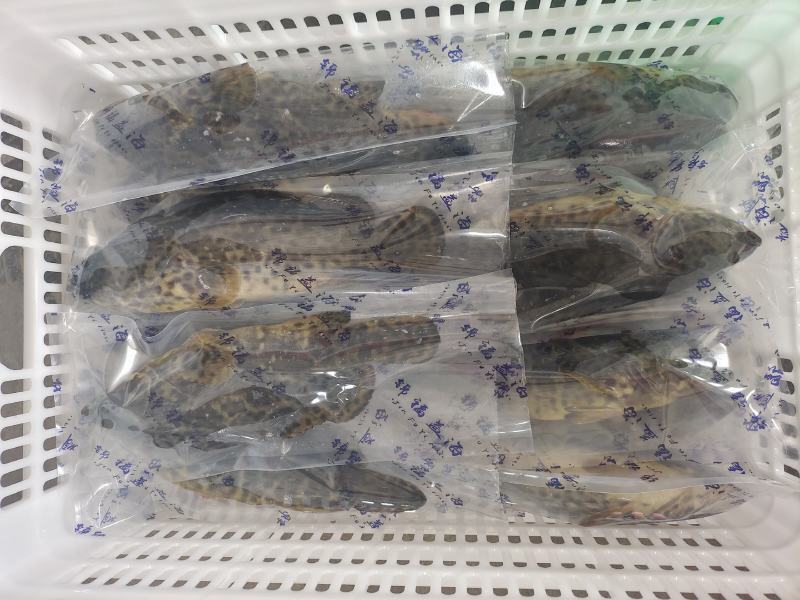 石斑鱼供应，活鱼极冻石斑鱼批发，全规格石斑鱼销售