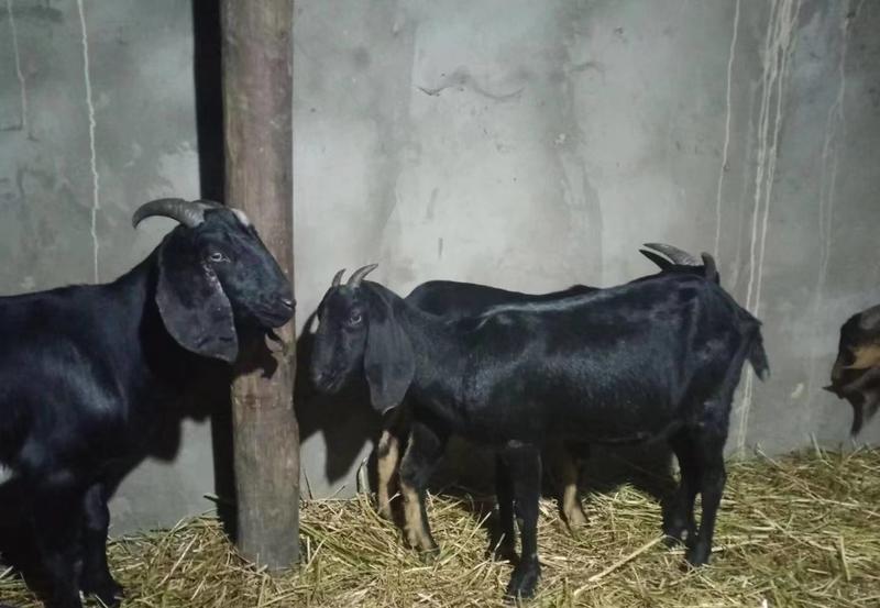 努比亚黑山羊羊羔种公羊怀孕母羊货到付款一只发货专车送到家