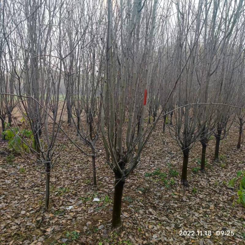 西府海棠，西府海棠小苗，带盆西府海棠，假植西府海棠