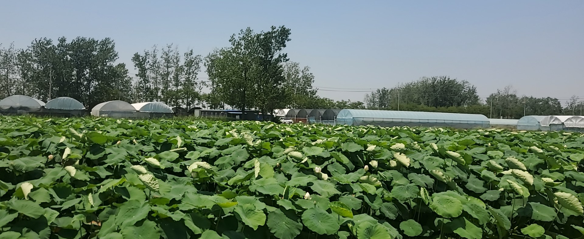 莲藕种植基地航拍图