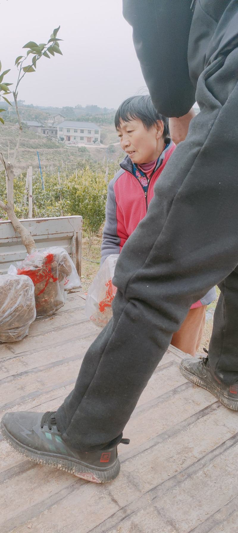 粑粑柑树苗柑桔，苗莆果树园，各种桔子苗都有