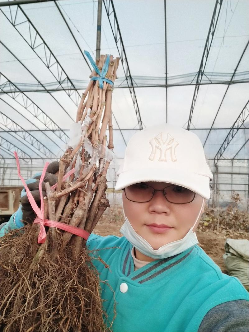 红玫香葡萄苗，车厘子葡萄特早熟香甜，浓玫瑰香型，基地直发
