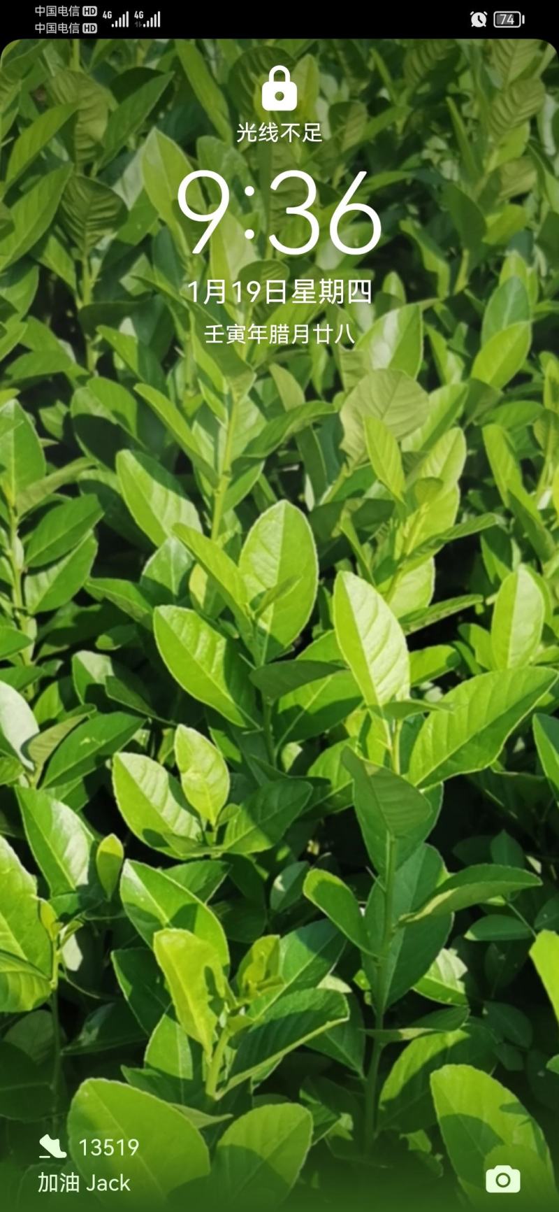 广东香水柠檬苗