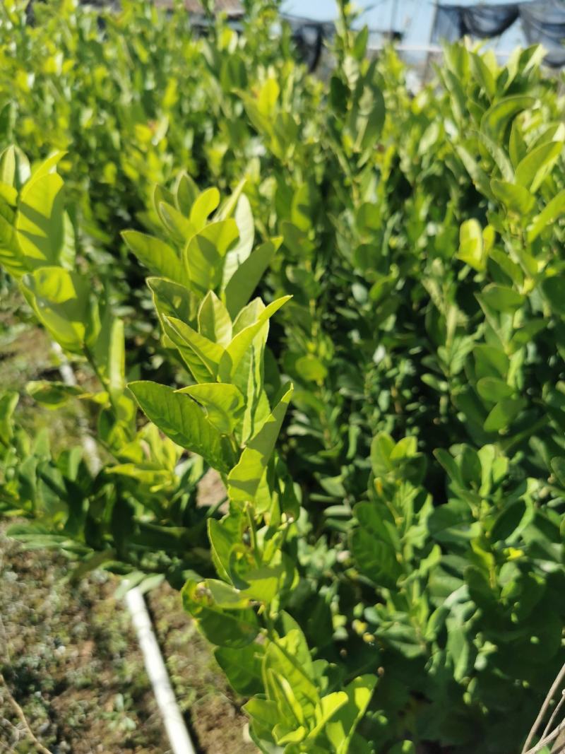 广东香水柠檬苗