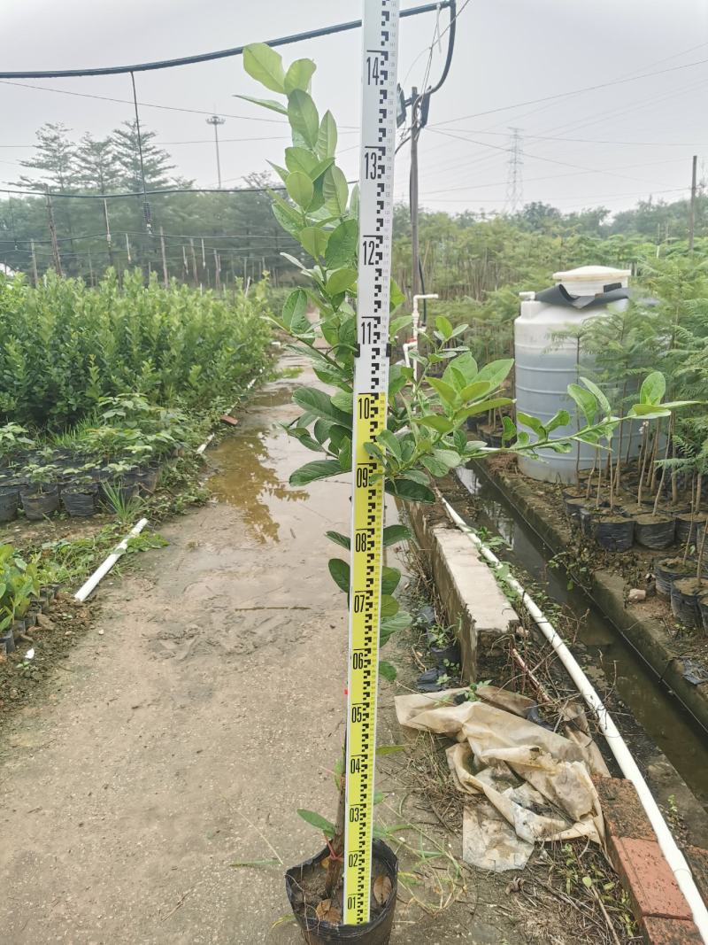 广东香水柠檬大规格苗