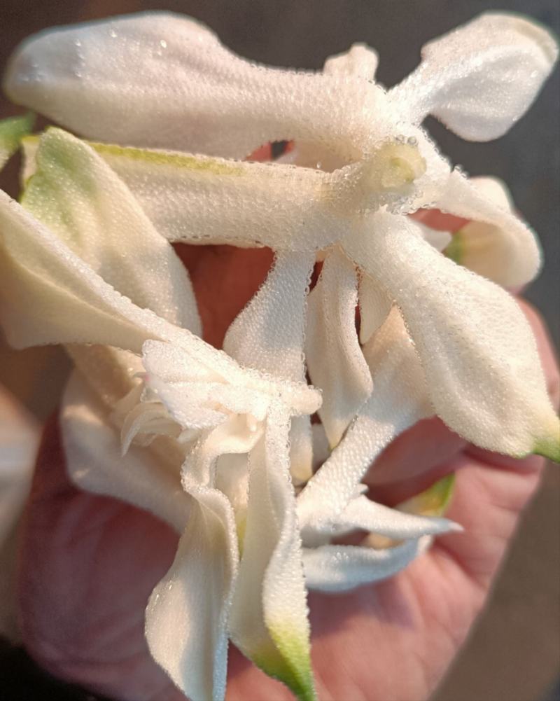 白冰草，雪山冰草，水晶冰草，雪莲芯，大量有货，全国批发