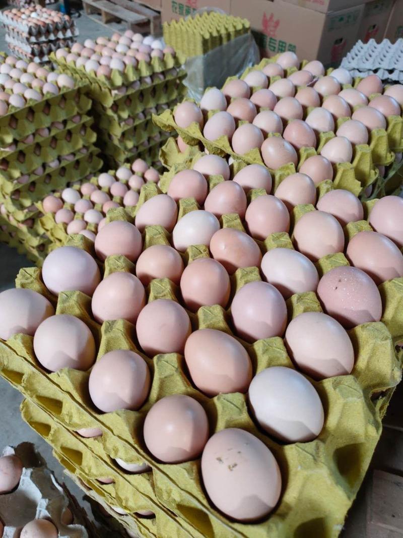 大量批发草鸡蛋初生蛋土鸡蛋笨鸡蛋开产蛋开窝蛋小蛋