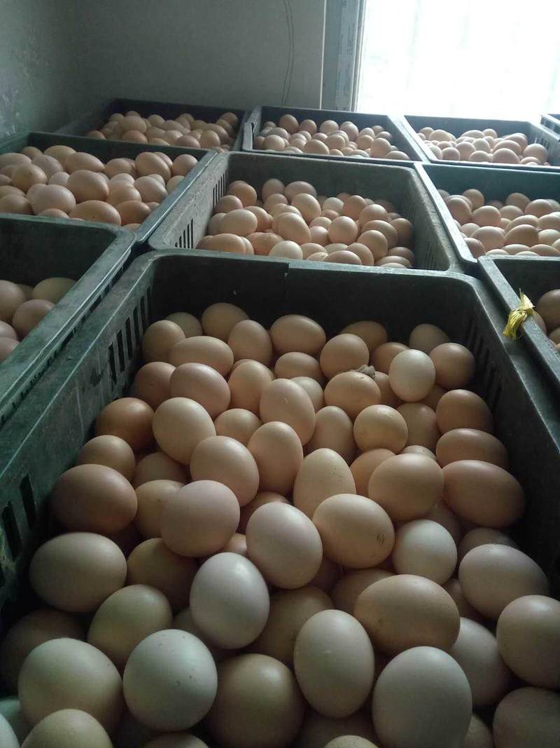 大量批发草鸡蛋初生蛋土鸡蛋笨鸡蛋开产蛋开窝蛋小蛋