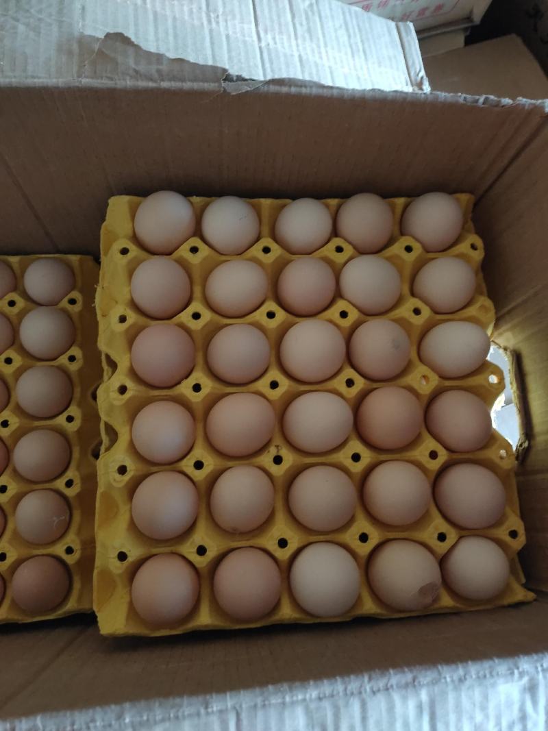 大量批发草鸡蛋初生蛋土鸡蛋笨鸡蛋开产蛋开窝蛋小蛋
