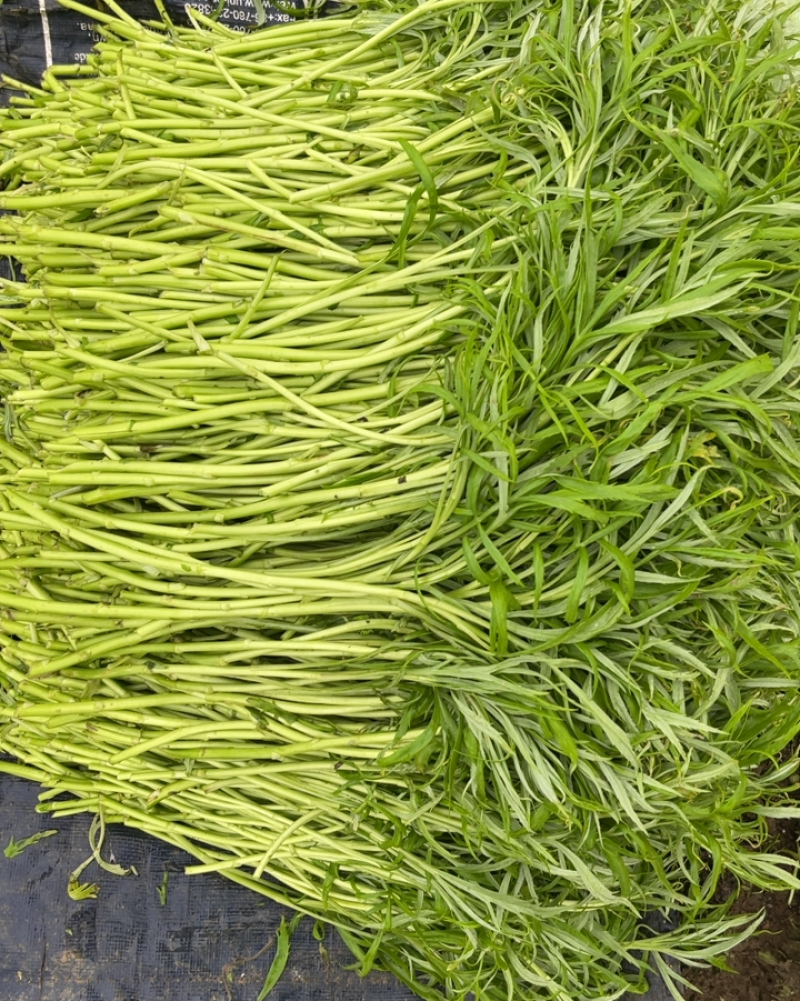 精品青芦蒿