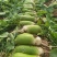 青萝卜，库存货，100吨