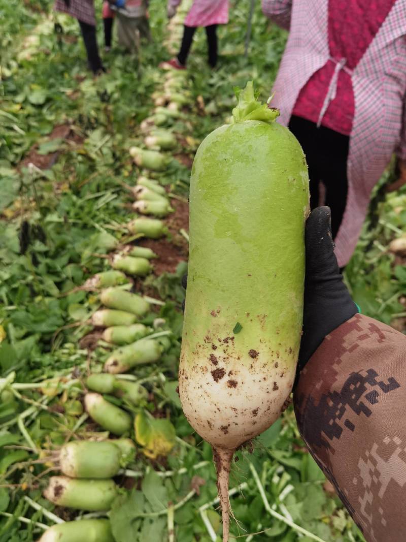 青萝卜，库存货，100吨