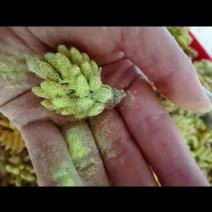 纯松花粉