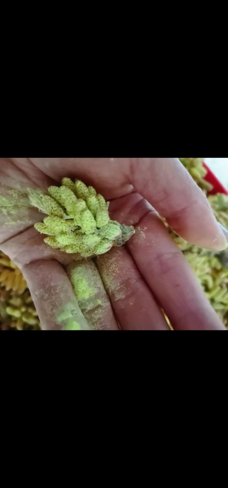 纯松花粉