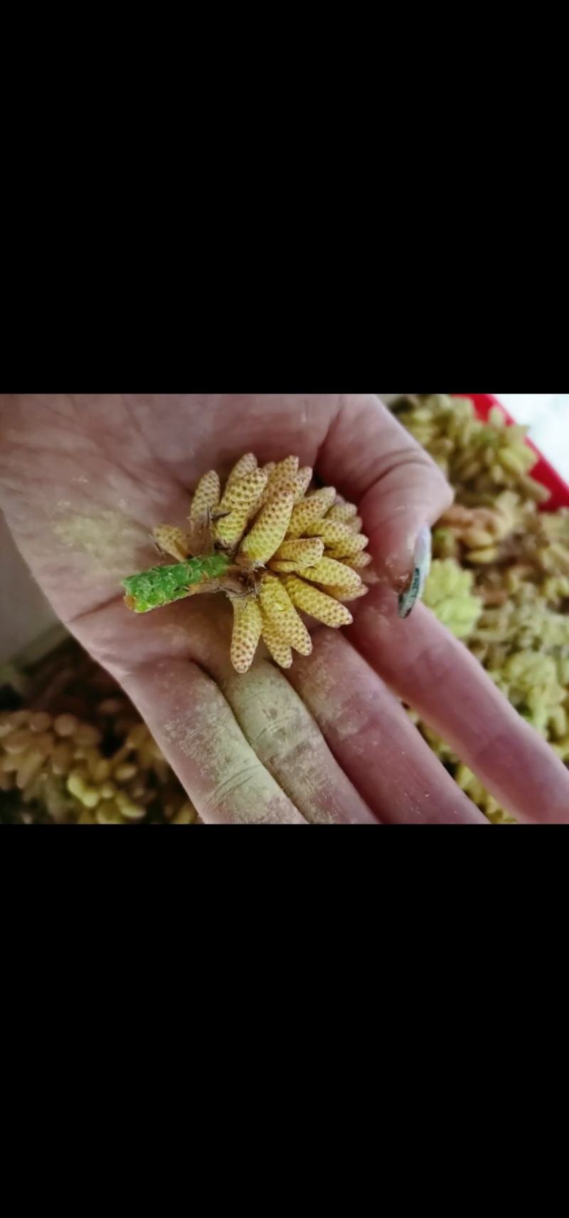 纯松花粉